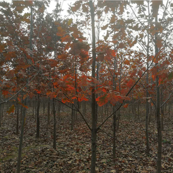 雲南紅櫟批發報價